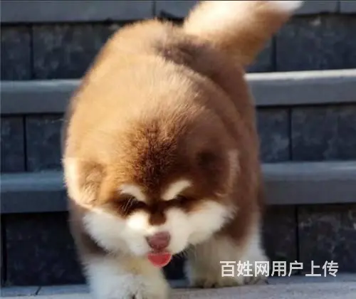 宿州出售纯种大骨架巨型阿拉斯加犬 阿拉斯加犬图片 - 图片 4