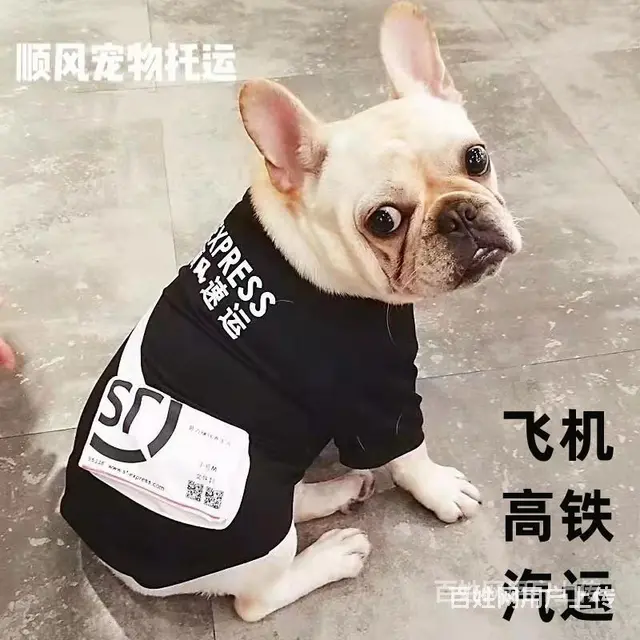 遵义桐梓宠物托运（猫狗）活体邮寄快递（2022宠物运输 ）今 - 图片 1