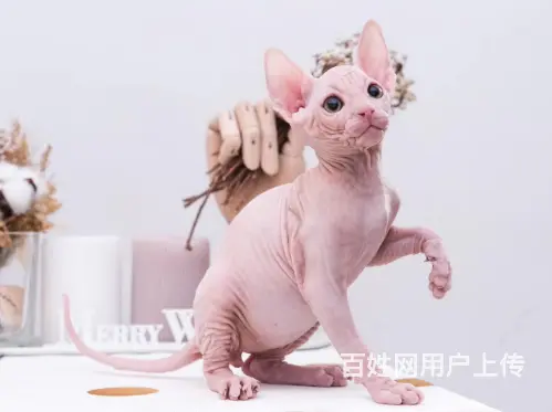 常州出售自家繁殖纯种无毛猫 斯芬克斯猫 保健康 - 图片 3