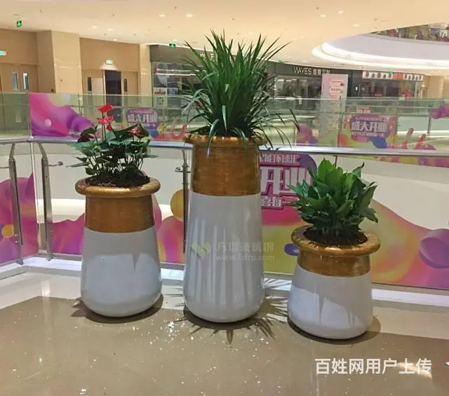 开业花篮鲜花绿植出租租赁绿萝发财树金钱树出租蝴蝶兰 - 图片 6
