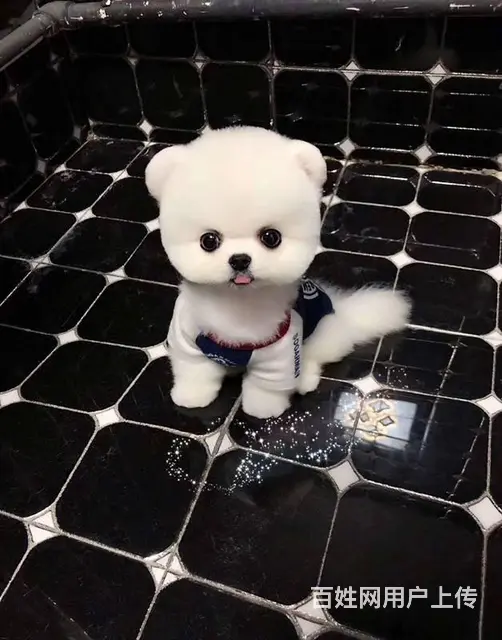纯种博美幼犬 纯种哈多利博美 纯种球体博美 保健康 - 图片 12