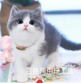 蓝猫标斑起司蓝白渐层哪里有 图片价格 多少钱一只 - 图片 4