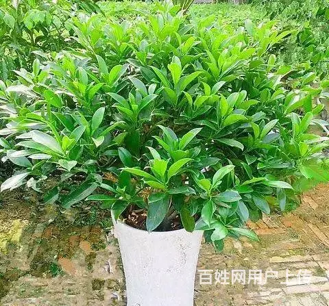 花卉苗木 - 图片 2