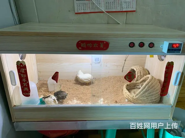 芦丁鸡笼 - 图片 5