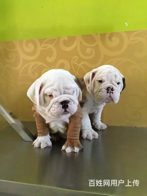 黄石哪里能买到英国斗牛犬 斗牛犬价格 - 图片 4
