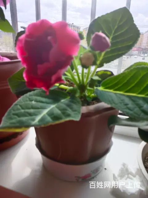 芙蓉 - 图片