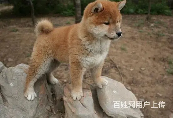 安徽滁州南谯卡斯罗哪里卖全国送货 - 图片 4