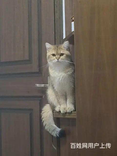 蓝猫，金渐层出售 - 图片 3
