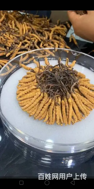 胶州回收冬虫夏草价格一览表参考值多少钱随叫随到 - 图片 2