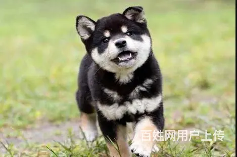 日本柴犬出售 冠军品质 赛级血统 签协议 - 图片 9