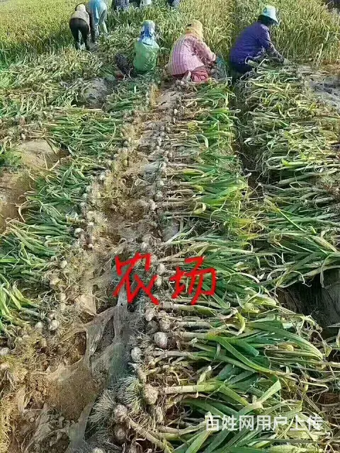 出国劳务费用低 - 图片 3