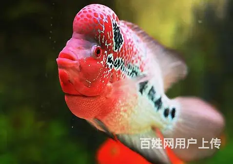 仙桃出售泰国进口精品罗汉鱼一手货源，送货上门 - 图片 4