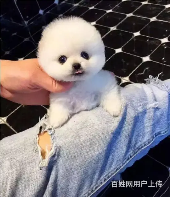 纯种博美幼犬 纯种哈多利博美 纯种球体博美 保健康 - 图片 2