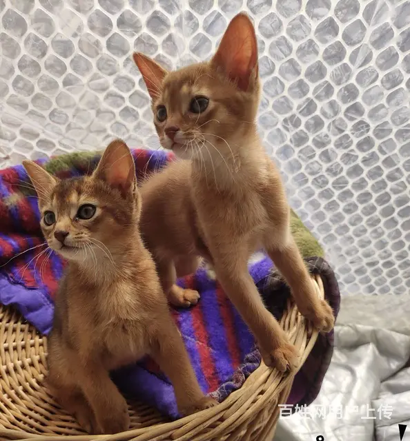 徐州小鹿色阿比西尼亚猫出售活泼可爱保健康 - 图片 5