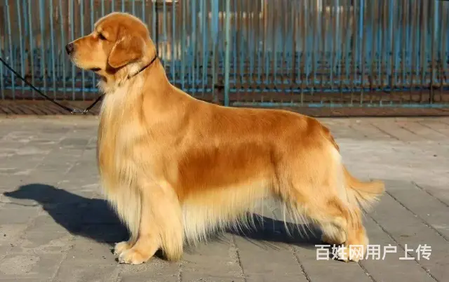 金毛犬 金毛犬舍 保纯保健康-专业繁育金毛犬 - 图片 4
