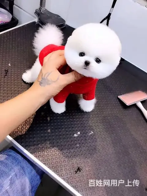 纯种哈多利博美犬 纯种球体白色博美幼犬供您选 - 图片 7