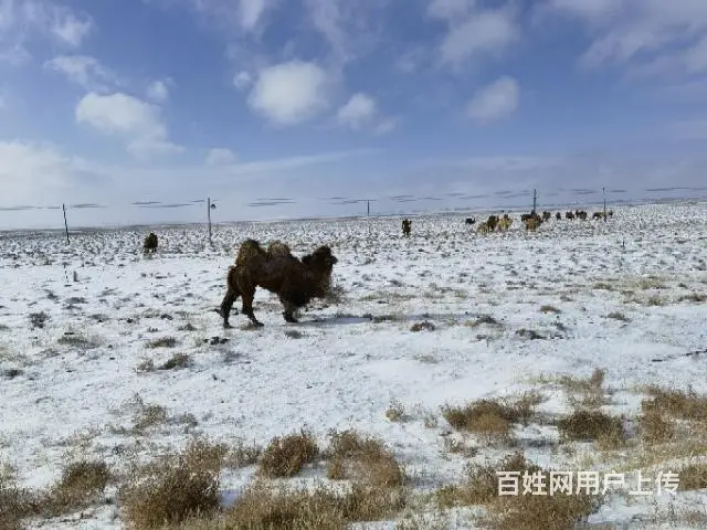 草原骆驼 - 图片 1