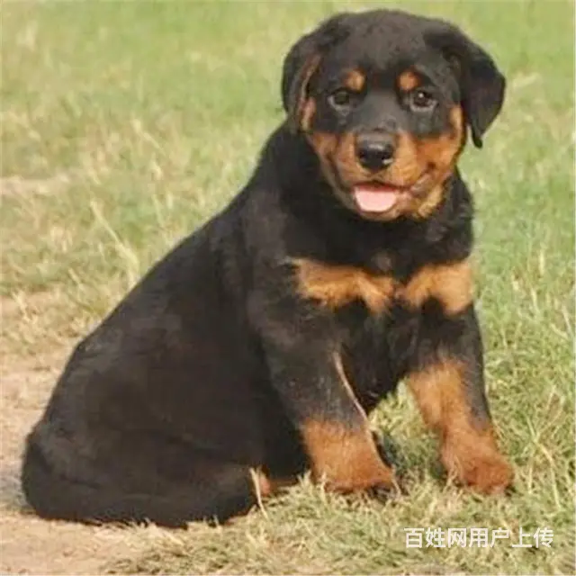 酒泉【*推荐】罗威纳犬舍‖罗威纳养殖场 - 图片 3