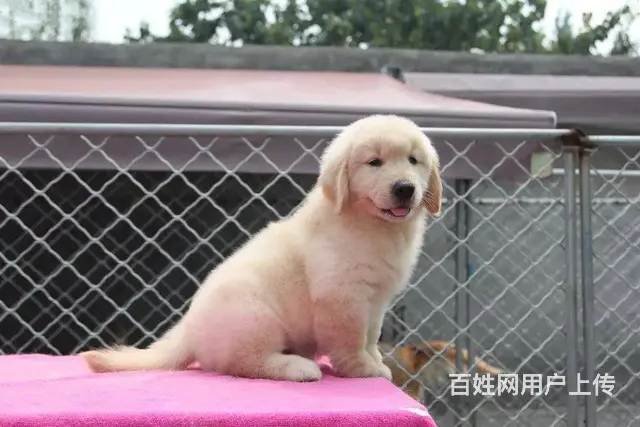 金毛犬 金毛犬舍 保纯保健康-专业繁育金毛犬 - 图片 7