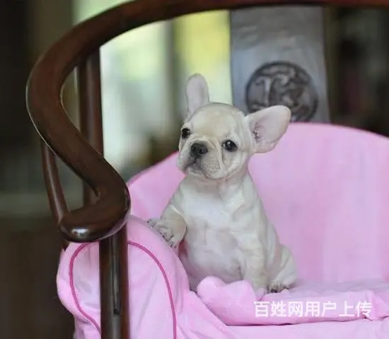 纯正法国斗牛犬，专业繁殖血统纯正，三年质保协议 - 图片 2