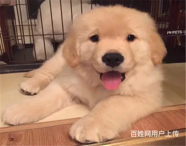 纯种健康金毛幼犬、品种齐全纯正血统 品质有保证 - 图片 1