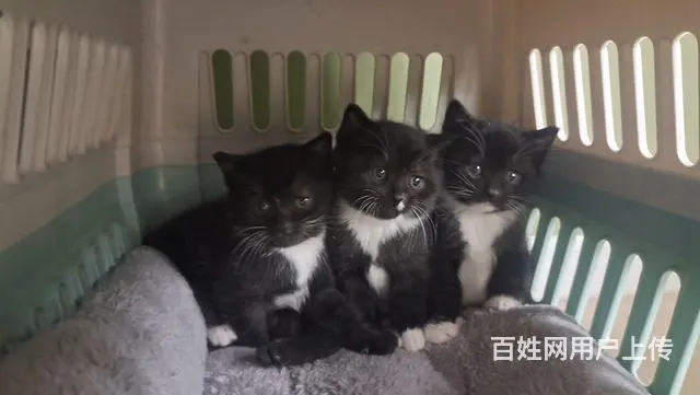 小猫找领养 - 图片 1