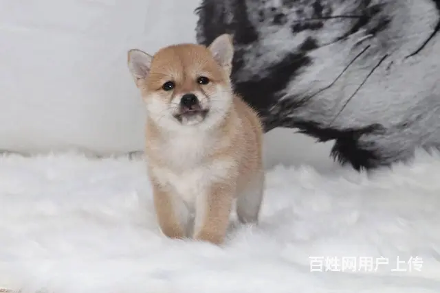 纯种日本柴犬 超级聪明忠实 血统纯正品相好健康 - 图片 7