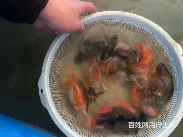 出售元宝鎏金，元宝泰狮，花泰狮 - 图片 1