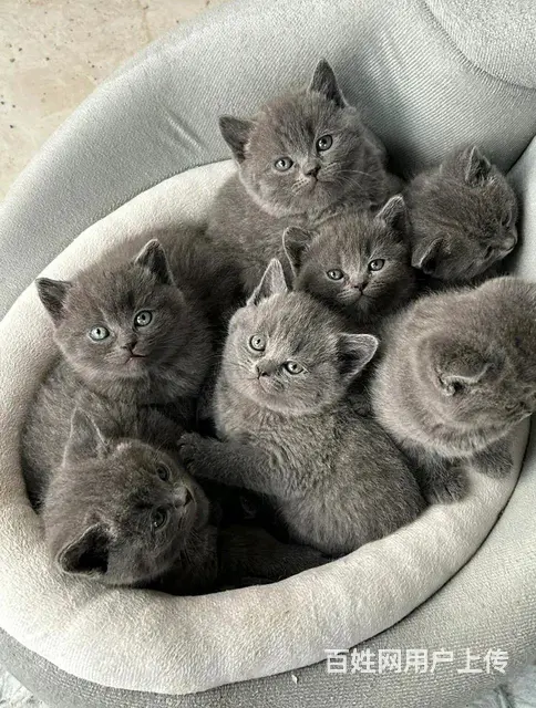 甜美度高的蓝猫 - 图片 2