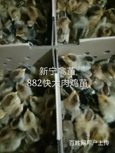 莆田新宁禽苗批发部(麻羽绿壳蛋鸡） - 图片 2