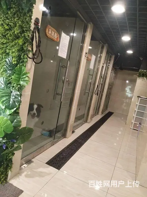 旺铺居）万达广场商业街宠物老店整体转让或空转 - 图片 4