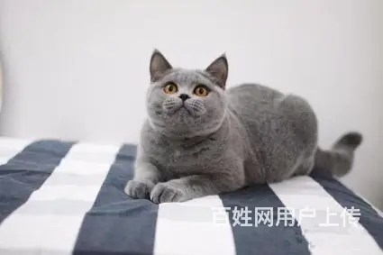 哪里有英短蓝猫卖的 蓝猫多钱一只 - 图片 7