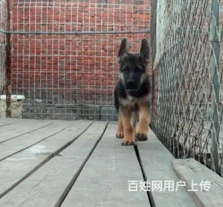 北京大头黑脸德牧犬 纯种锤系德牧多少钱一只 - 图片 1