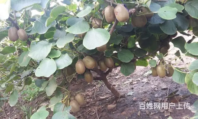 猕猴桃苗泰山1号 - 图片 2
