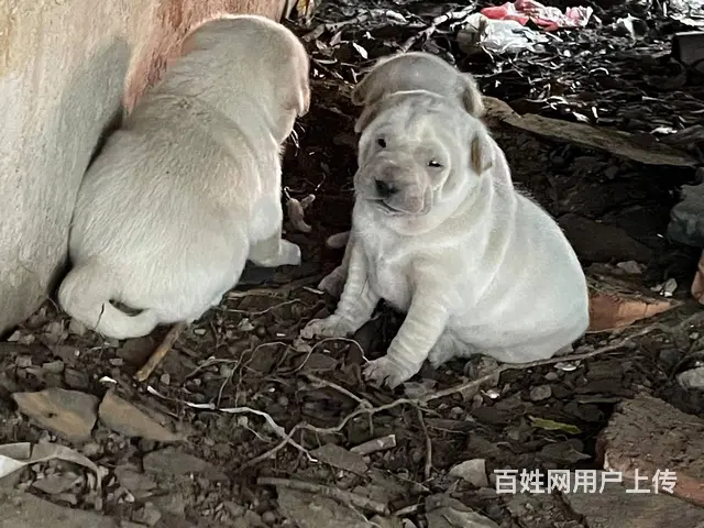 【搞定了！】三只小白狗 完全免费赠送 - 图片 1