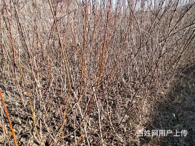 急售盛果期杏树桃树苗 - 图片 4