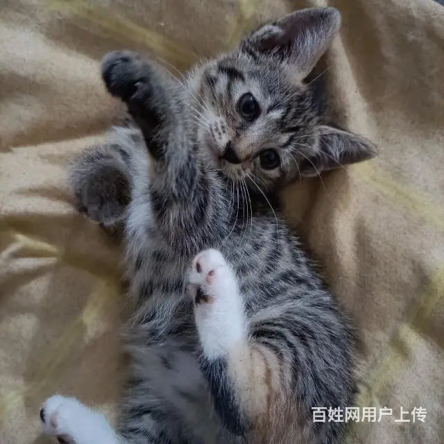 【搞定了！】中华田园狸花猫小奶猫领养 - 图片 4