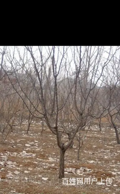 出售各种果树苗 - 图片 3