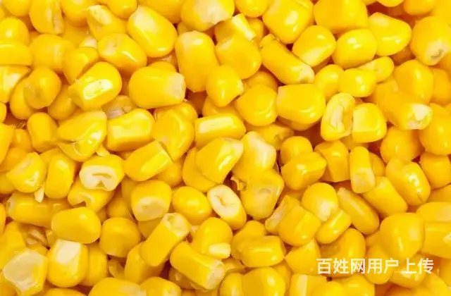 出售自家玉米粒 - 图片