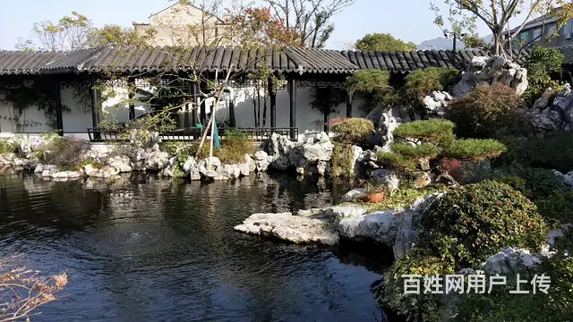 苏州买卖锦鲤鱼金鱼批发 - 图片 2