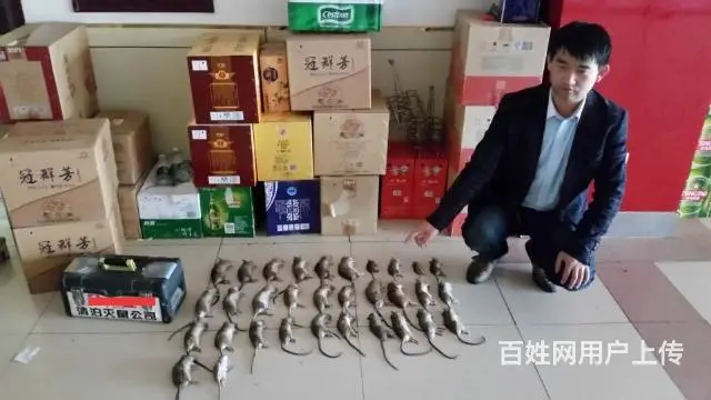 邵阳灭鼠，灭白蚁，灭蟑螂，灭老鼠杀虫 - 图片 9