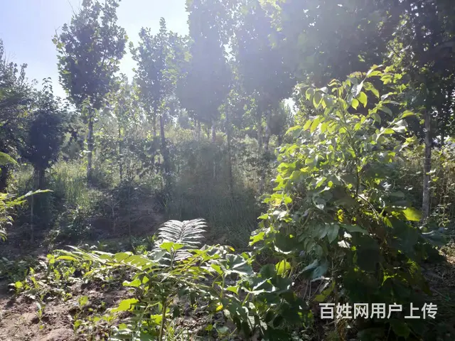 （易店）淄川双杨镇小庄村孝妇河湿地公园附近商铺出租 - 图片 6