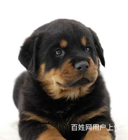 邵阳【*推荐】罗威纳犬舍‖罗威纳养殖场 - 图片 9