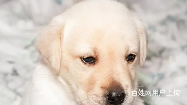 晋中哈士奇哪里有卖,哈士奇幼犬哪里有卖 - 图片 2