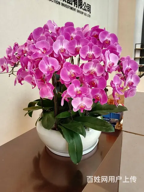 珠海横琴发财树绿萝写字楼绿植大堂植物售楼部绿植长租 - 图片 4