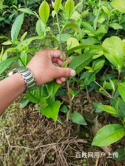 梧州茶叶苗种植，梧州茶叶苗批发，梧州大叶茶苗 - 图片 2