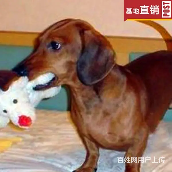 玉林【十年老店】常年繁殖优质血统腊肠犬幼犬 - 图片 3