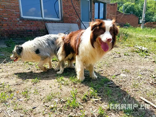 边牧配种 - 图片 2