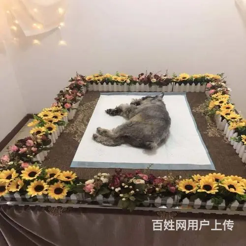 【珠海宠物火化价格,流程,电话】 - 图片 3