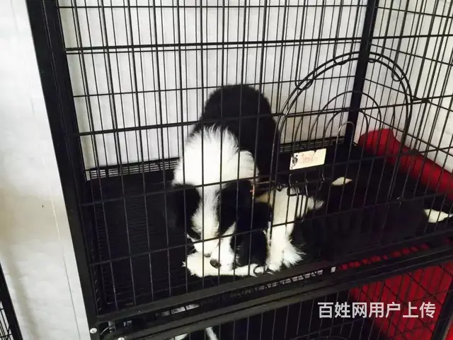 辽阳卖边牧的养殖场，养殖场边牧一般卖多少钱 - 图片 5